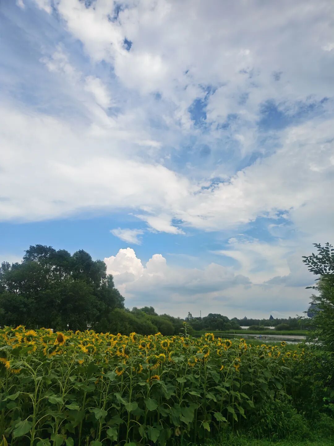 明日天气放晴示意图