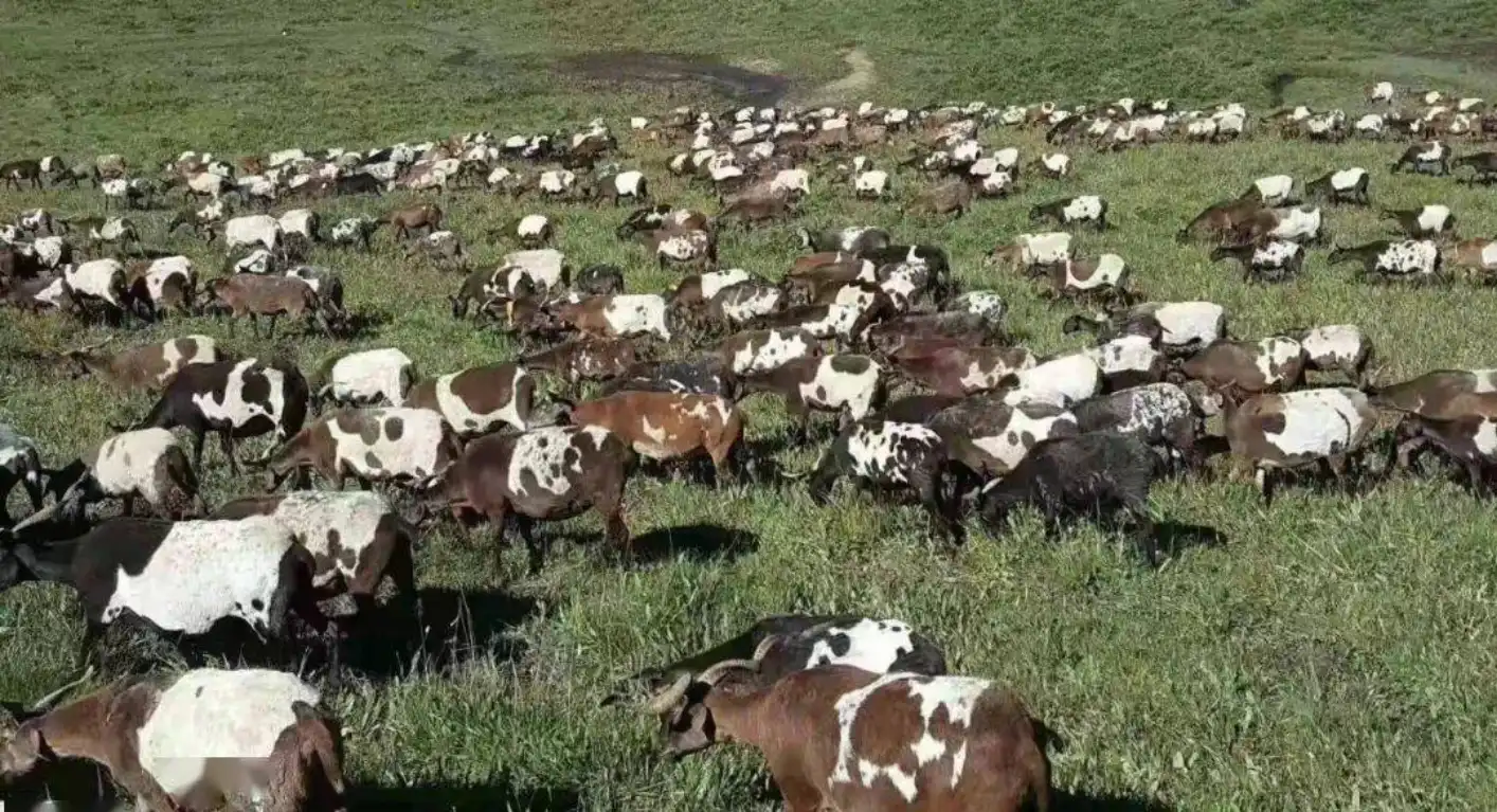 优质型黄羽肉鸡的养殖方法探究