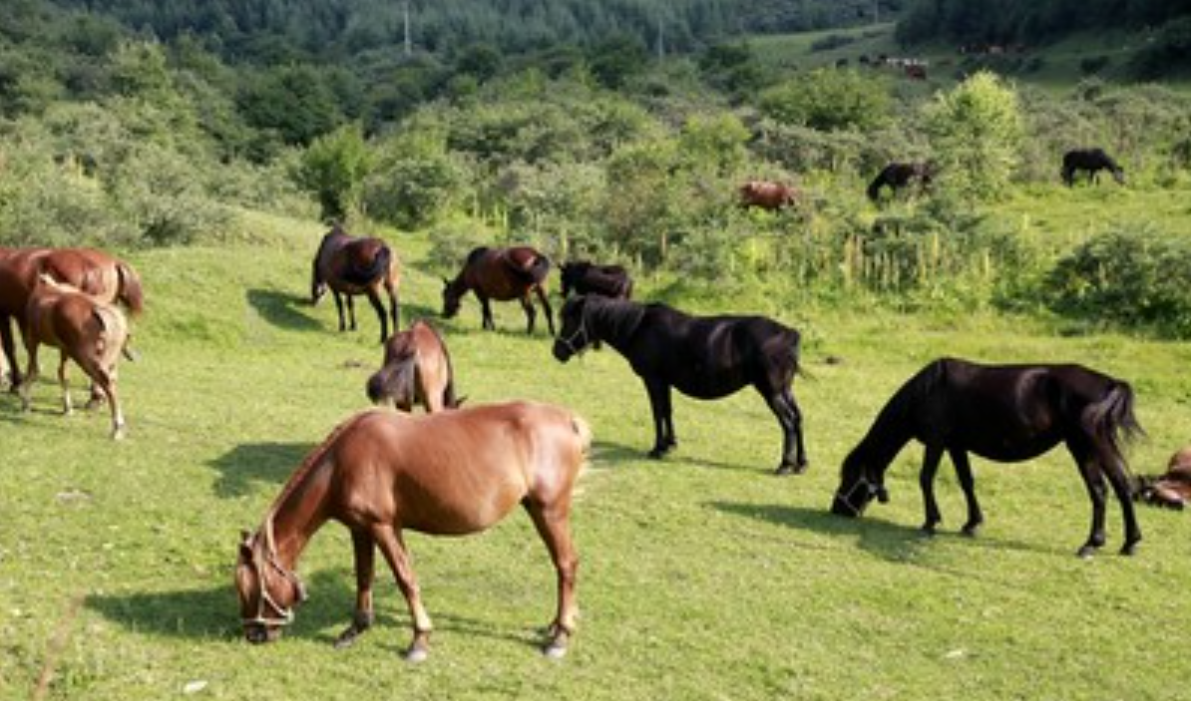 湖南生猪种业创新发展的现状与建议