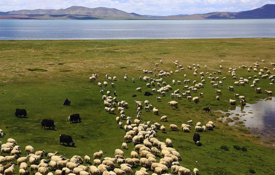 雪域高原牦牛养殖技术要点