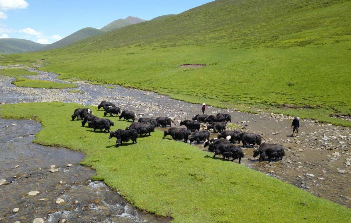 藏香猪养殖技术