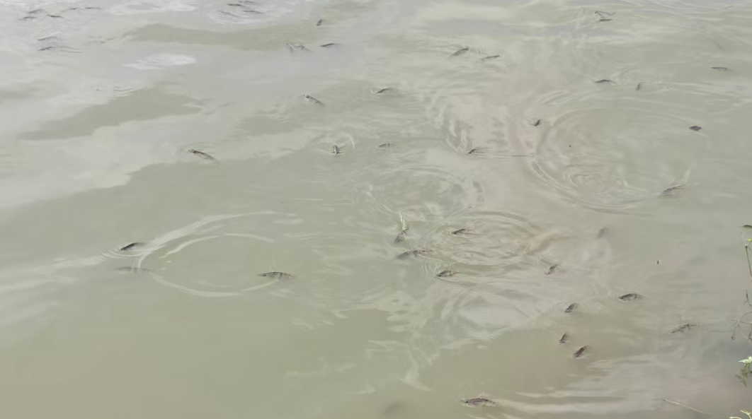 夏季高温死鱼防治技术